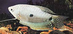 [ikan sepat Trichogaster trichopterus 6[5].jpg]